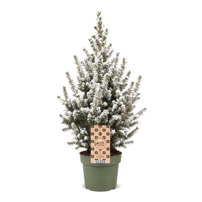Épicéa 'Conica' enneigé 1 sapin en pot de 17 cm
