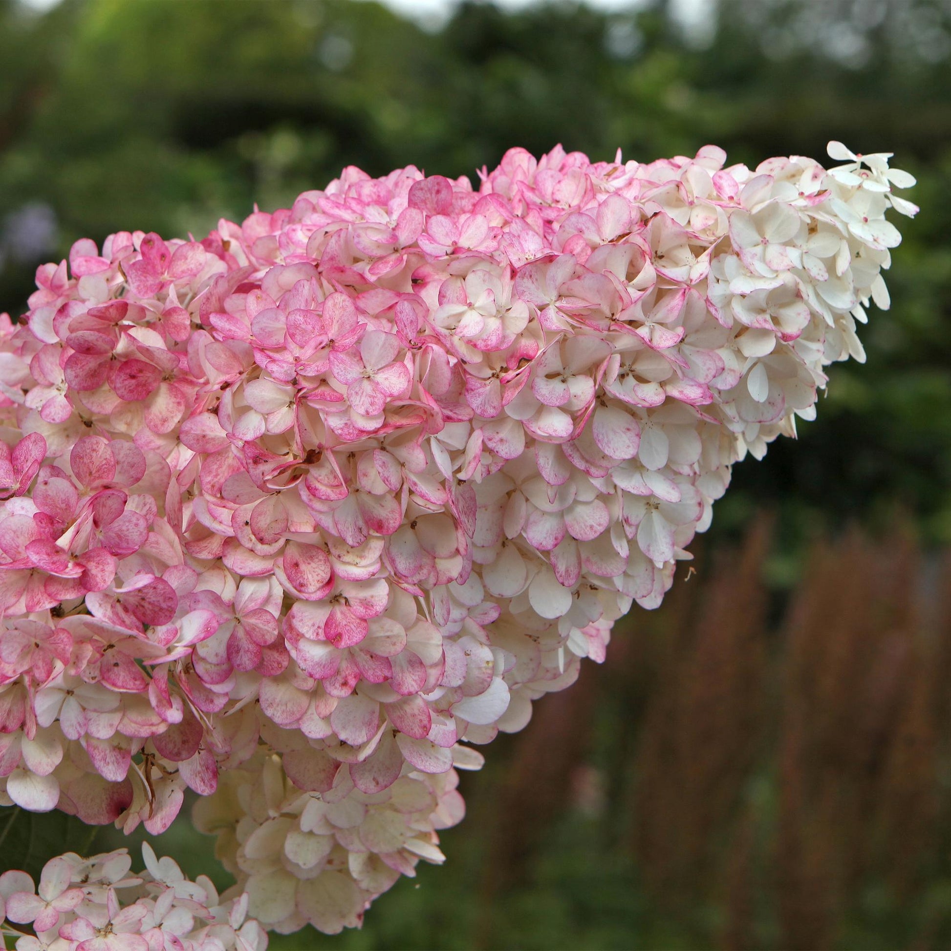 Hortensia Panachée Hydrangea panniculata Vanille Fraise, gros plan sur les fleurs coniques évoluant du blanc au rose vif.