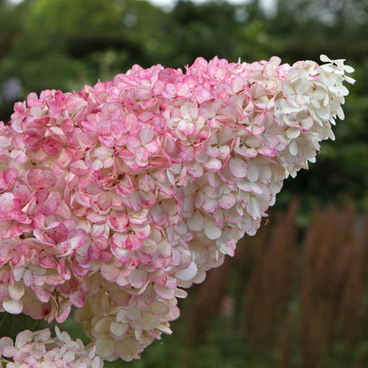 Hortensia Panachée Hydrangea panniculata Vanille Fraise, gros plan sur les fleurs coniques évoluant du blanc au rose vif.