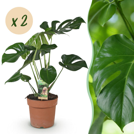 Montage photo d'une plante à trous Monstera Deliciosa avec son pot en terre cuite sur fond blanc et un gros plan de son feuillage vert