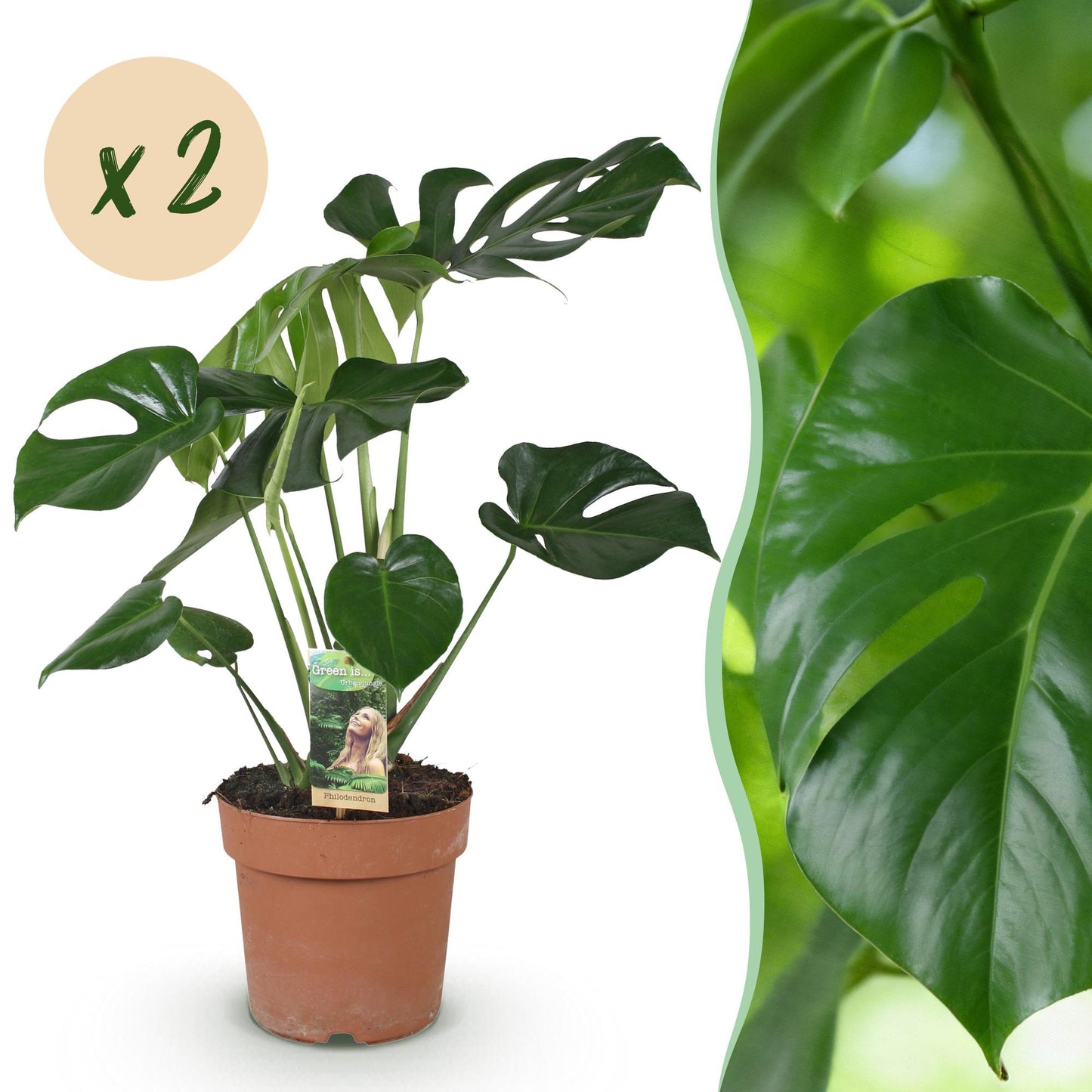 Montage photo d'une plante à trous Monstera Deliciosa avec son pot en terre cuite sur fond blanc et un gros plan de son feuillage vert