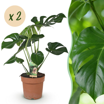 Montage photo d'une plante à trous Monstera Deliciosa avec son pot en terre cuite sur fond blanc et un gros plan de son feuillage vert