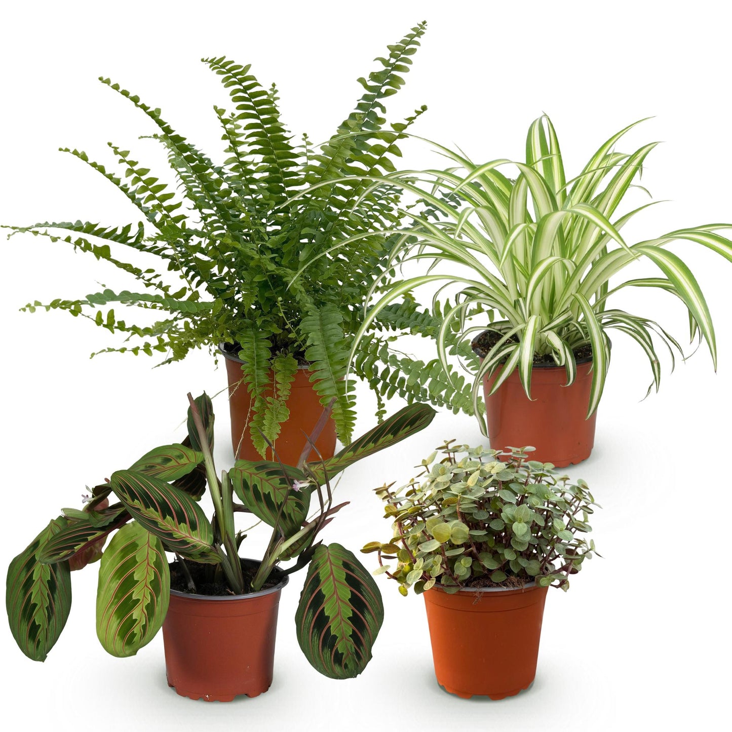Plante d'intérieur - Chlorophytum - Maranta - Calissia - Nephrolepsis - Mix de 4 - Plantes Amicales pour Animaux - Vert - 4 Plantes - Pot 12cm - Hauteur 25cm
