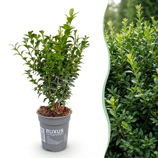 Buxus sempervirens, le buis commun, présenté en pot sur fond blanc avec un aperçu de haie luxuriante en arrière-plan.