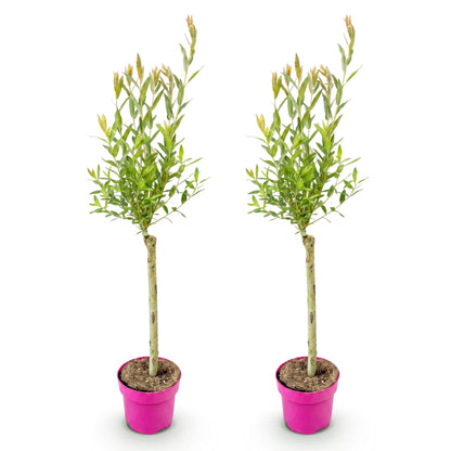 Salix Flamingo, deux jeunes plants en pot fuchsia de 17 cm et mesurant 70-80 cm, sur fond blanc. Le feuillage est vert clair.
