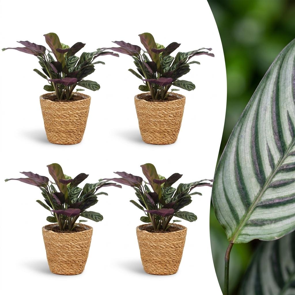 Quatre Ctenanthe Burle Marxii, plantes de la prière arête de poisson, avec leur feuillage vert et violet en cache-pot panier tressé