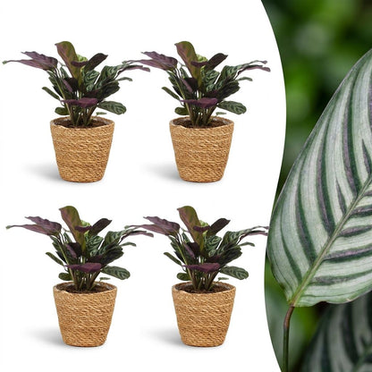 Quatre Ctenanthe Burle Marxii, plantes de la prière arête de poisson, avec leur feuillage vert et violet en cache-pot panier tressé