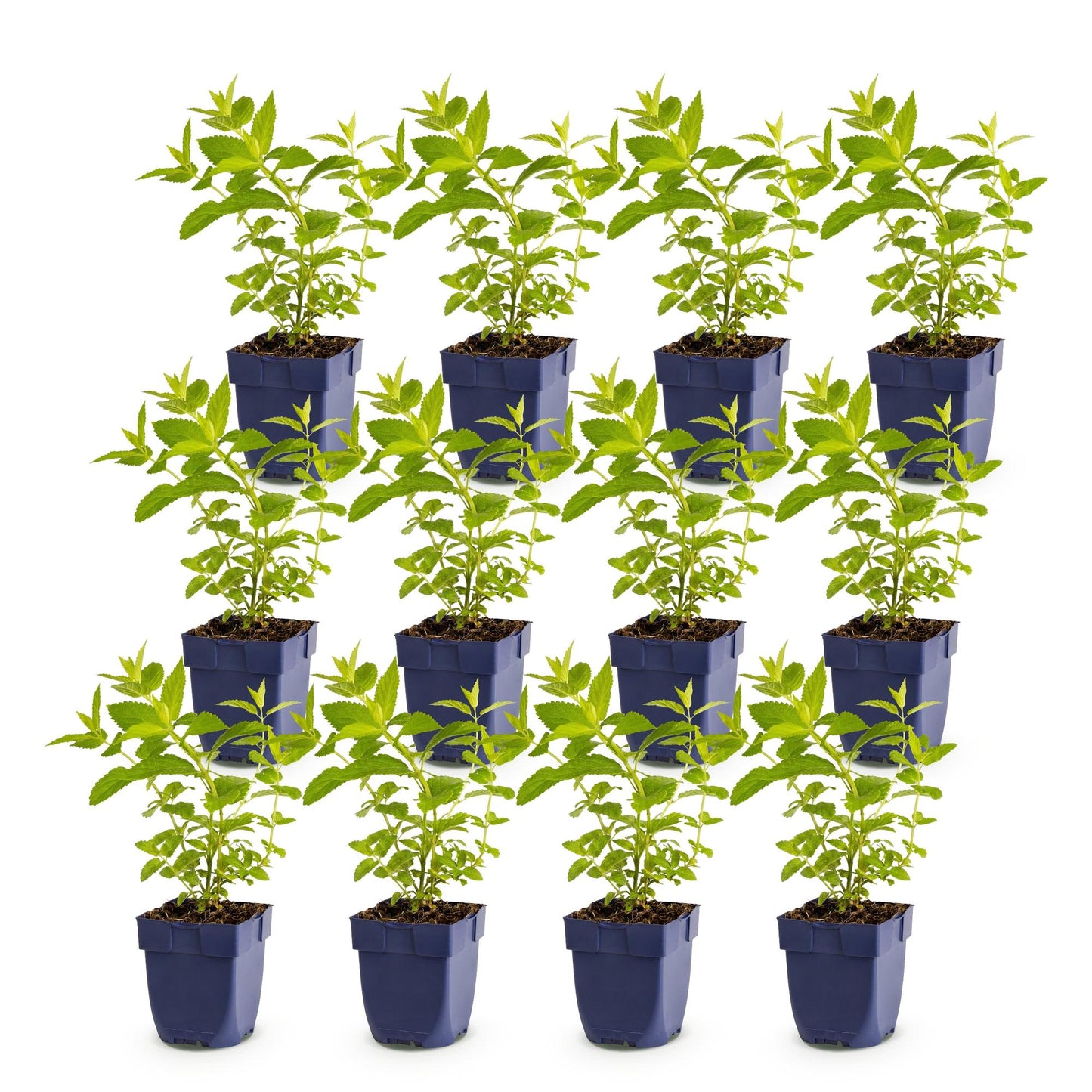 Nepeta sib. Wild Orchid : Un lot de seize jeunes plants de menthe aux feuilles vertes, en pots carrés bleu foncé, alignés sur un fond blanc.
