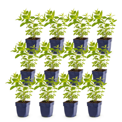 Nepeta sib. Wild Orchid : Un lot de seize jeunes plants de menthe aux feuilles vertes, en pots carrés bleu foncé, alignés sur un fond blanc.