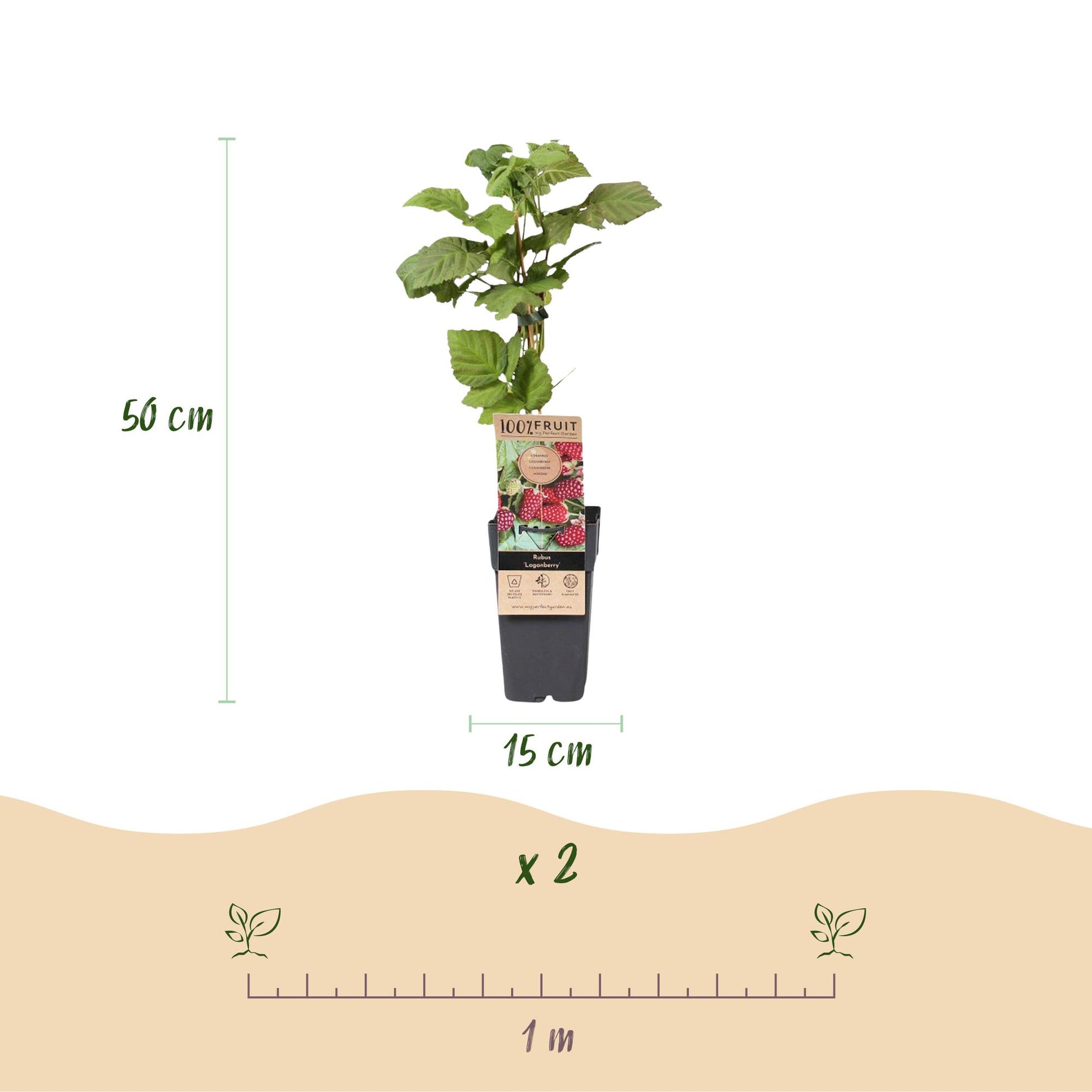 Rubus Thornless Loganberry : schéma montrant un plant en pot, hauteur 50 cm, largeur 15 cm. Une règle indique un espacement de plantation de