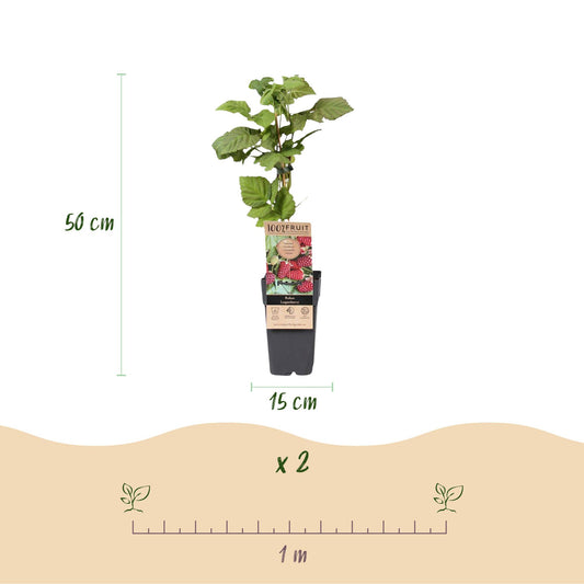 Rubus Thornless Loganberry : schéma montrant un plant en pot, hauteur 50 cm, largeur 15 cm. Une règle indique un espacement de plantation de
