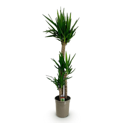 Plante d'intérieur - Yucca elephantipes - Yucca - Peu d'entretien - Vert - 1 - Pot 27cm - Hauteur 170cm