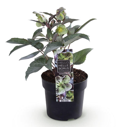 Hellébore 'Silver Dollar' - 1 plant en pot de 14 cm