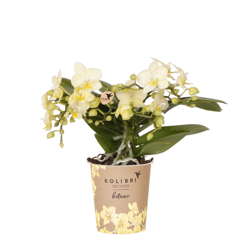 Orchidée Phalaenopsis 'Botanic' jaune à petites fleurs, pot 9 cm