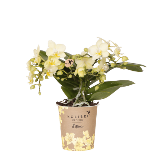 Orchidée Phalaenopsis 'Botanic' jaune à petites fleurs, pot 9 cm