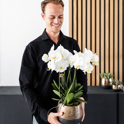Orchidée Phalaenopsis blanche en pot
