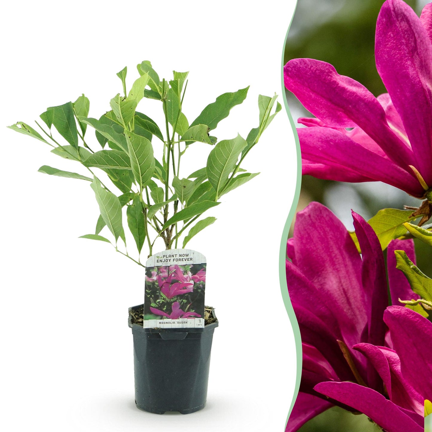 Magnolia Susan, jeune plant en pot accompagné d'un gros plan sur ses grandes fleurs rose foncé caractéristiques.