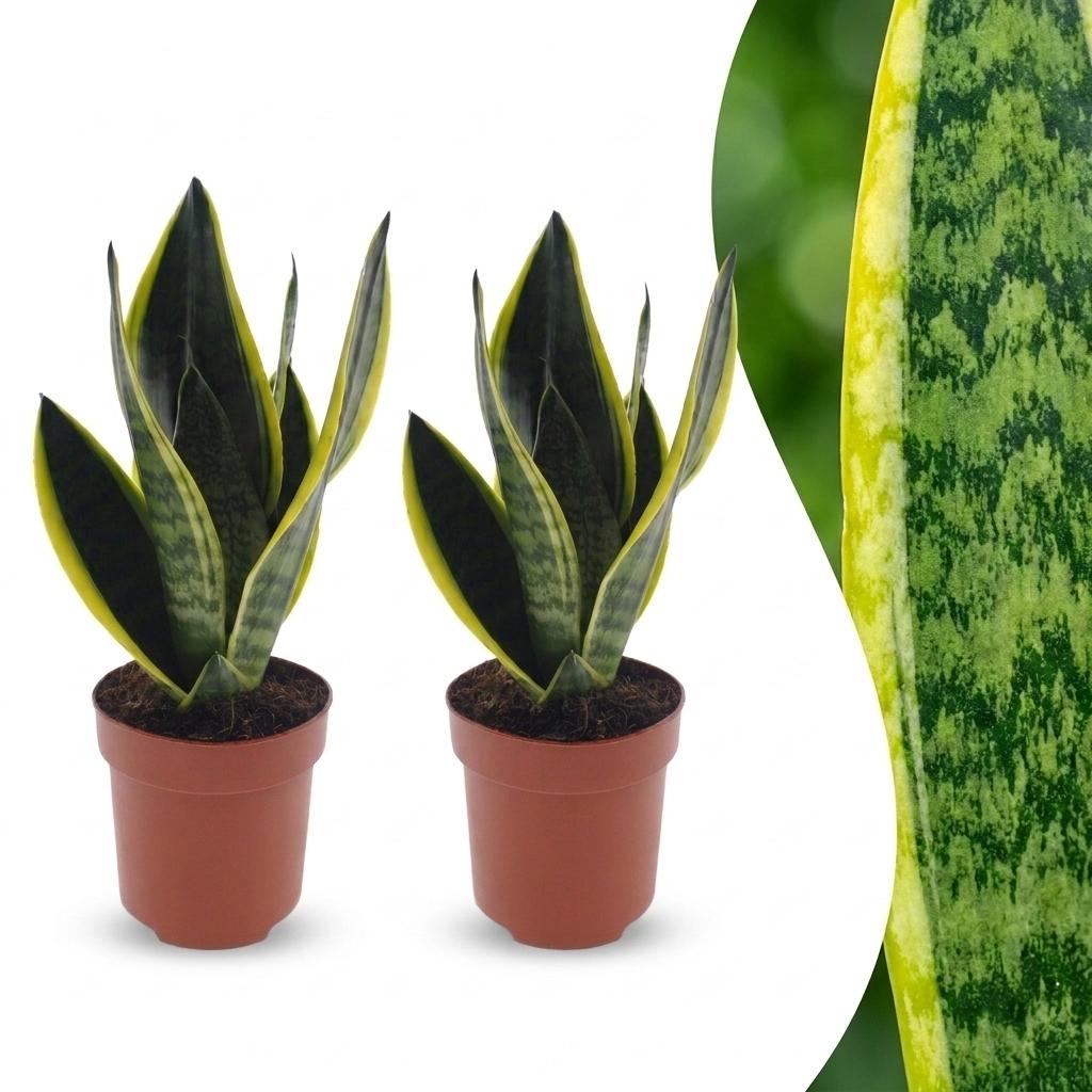 Deux Sansevieria Futura Superba, aussi appelées langues de belle-mère, avec leur feuillage vert panaché de jaune en pot de 12cm