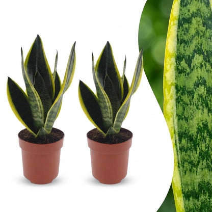 Deux Sansevieria Futura Superba, aussi appelées langues de belle-mère, avec leur feuillage vert panaché de jaune en pot de 12cm
