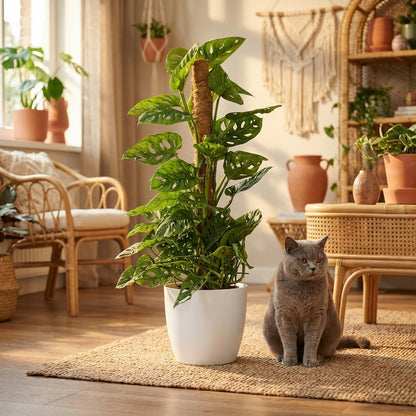 Plante d'intérieur - Monkey Mask - Monstera Adansonii sur Tuteur Mousse - Vert - Entretien facile - 1 Plante - avec Pot Blanc - Pot 19cm - Hauteur 90cm