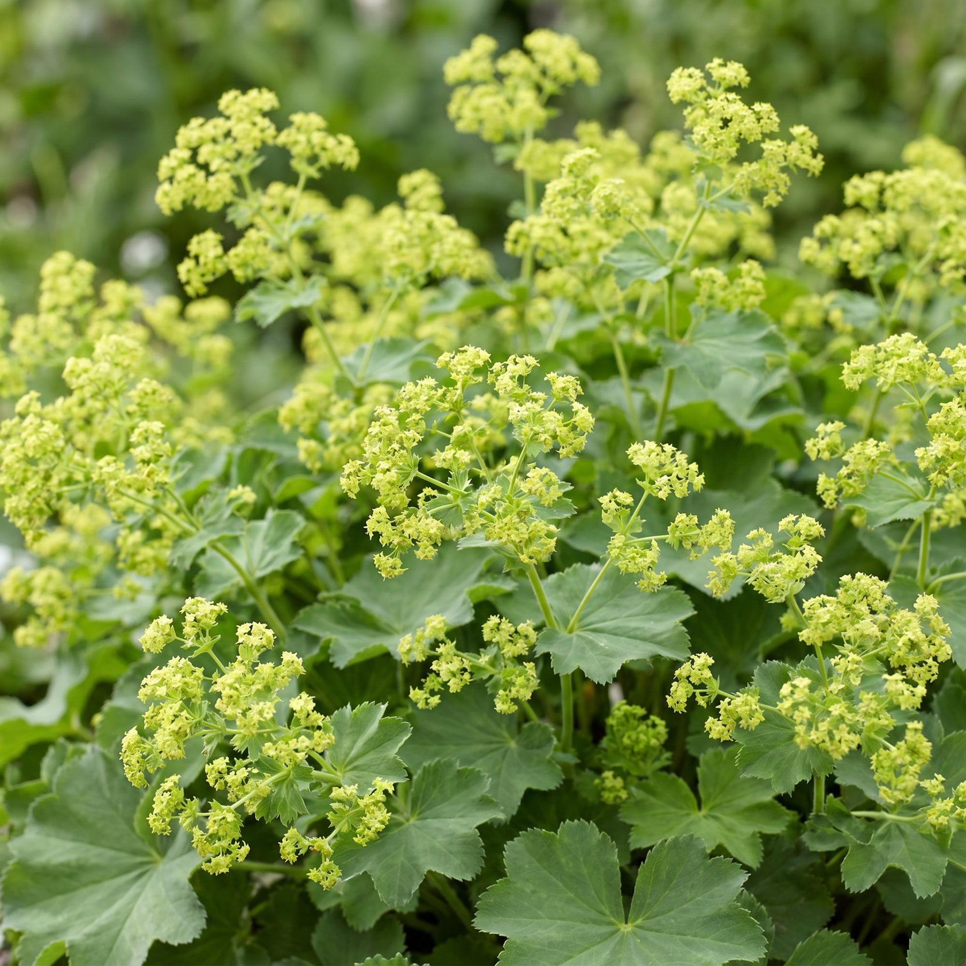 Alchemilla mollis : Gros plan sur les feuilles vertes en forme d'éventail et les délicates fleurs chartreuses de cette plante couvre-sol.