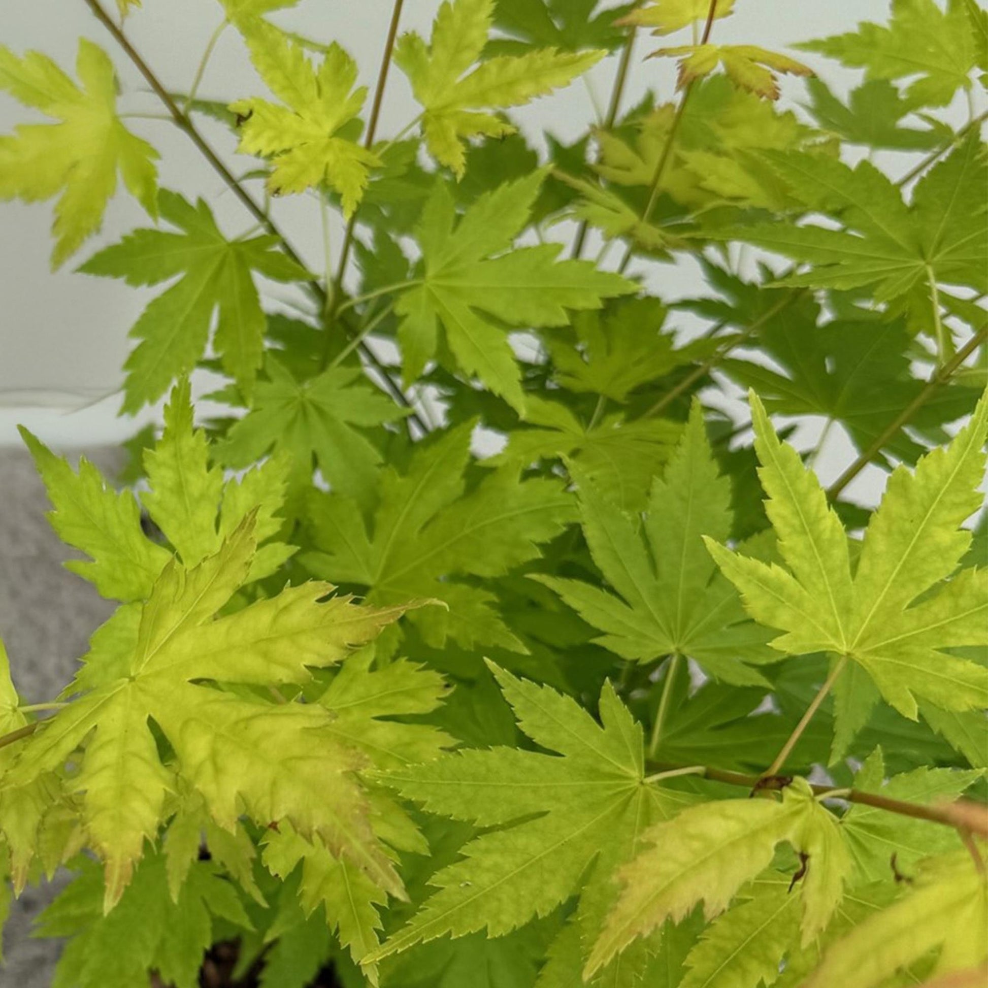 Érable japonais Acer palmatum Orange Dream : Gros plan sur le feuillage vert anis aux feuilles finement ciselées et bordées de touches rouss