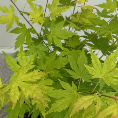 Érable japonais Acer palmatum Orange Dream : Gros plan sur le feuillage vert anis aux feuilles finement ciselées et bordées de touches rouss