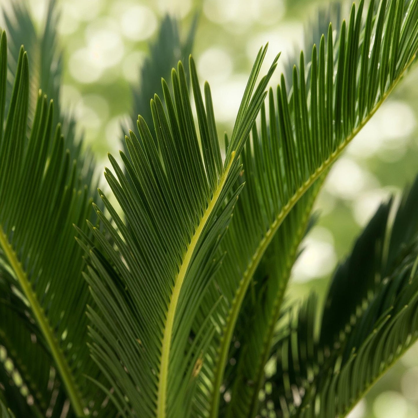 Gros plan détaillé sur les feuilles vert foncé et texturées du Cycas revoluta, mettant en valeur son feuillage de palmier