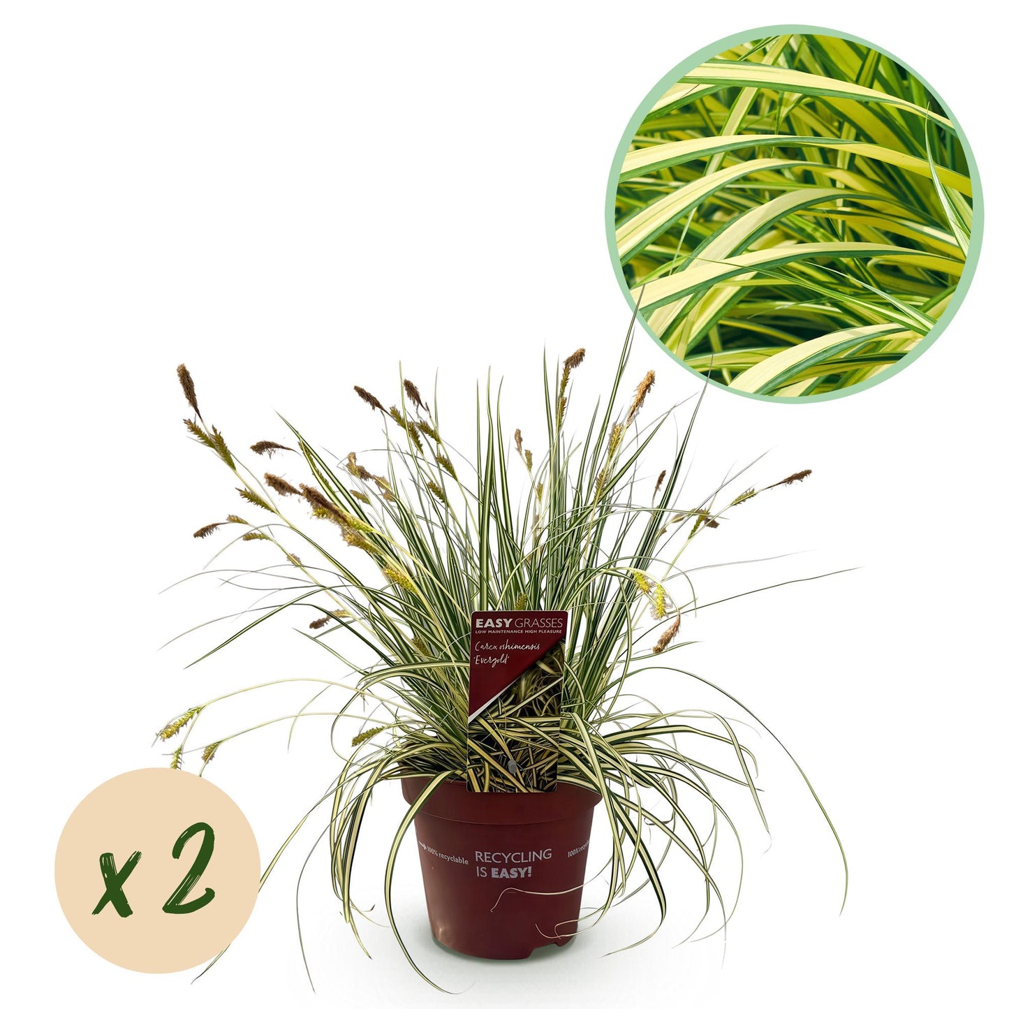 Carex oshimensis Evergold : plante en pot avec un feuillage panaché vert et jaune et une bulle indiquant 'x2'.