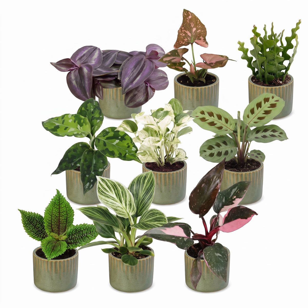 Box surprise plantes en pot de 6 cm, 9 plantes, cache-pot vert olive