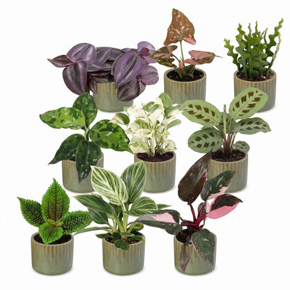 Box surprise plantes en pot de 6 cm, 9 plantes, cache-pot vert olive