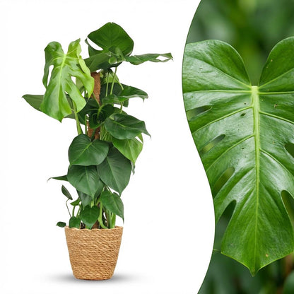 Plante d'intérieur - Monstera Deliciosa sur tuteur - Vert - Entretien facile - 1 Plante - avec Panier - Pot 19cm - Hauteur 90cm