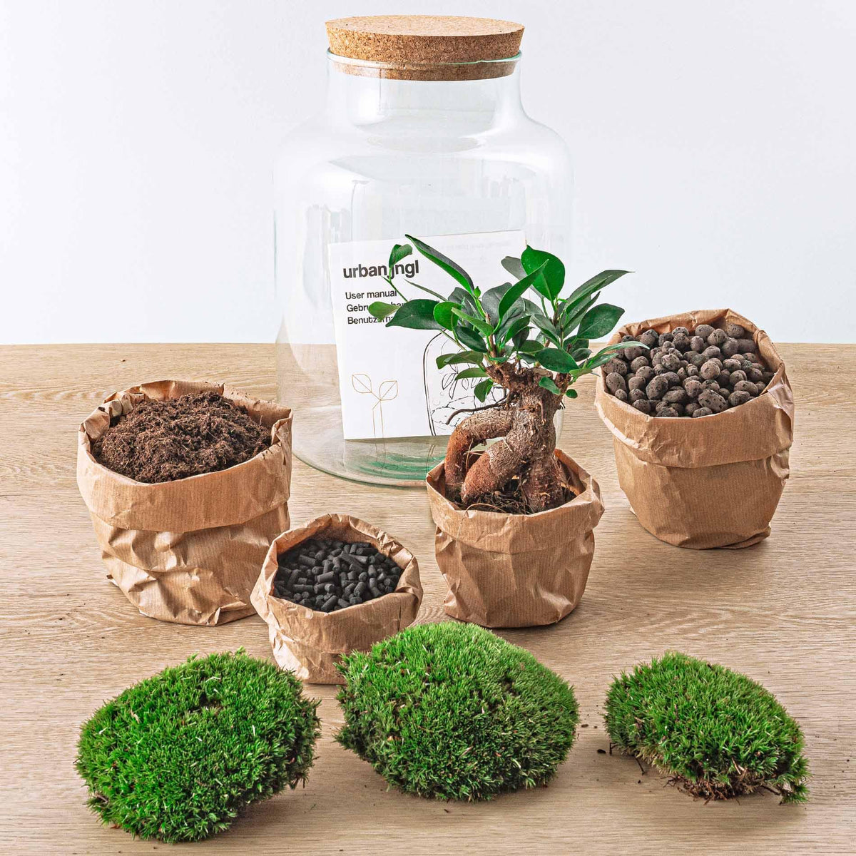 Kit terrarium lumineux bonsaï Ficus Ginseng en bouteille à lait, Ø 21 cm hauteur 30 cm, avec ou sans outils