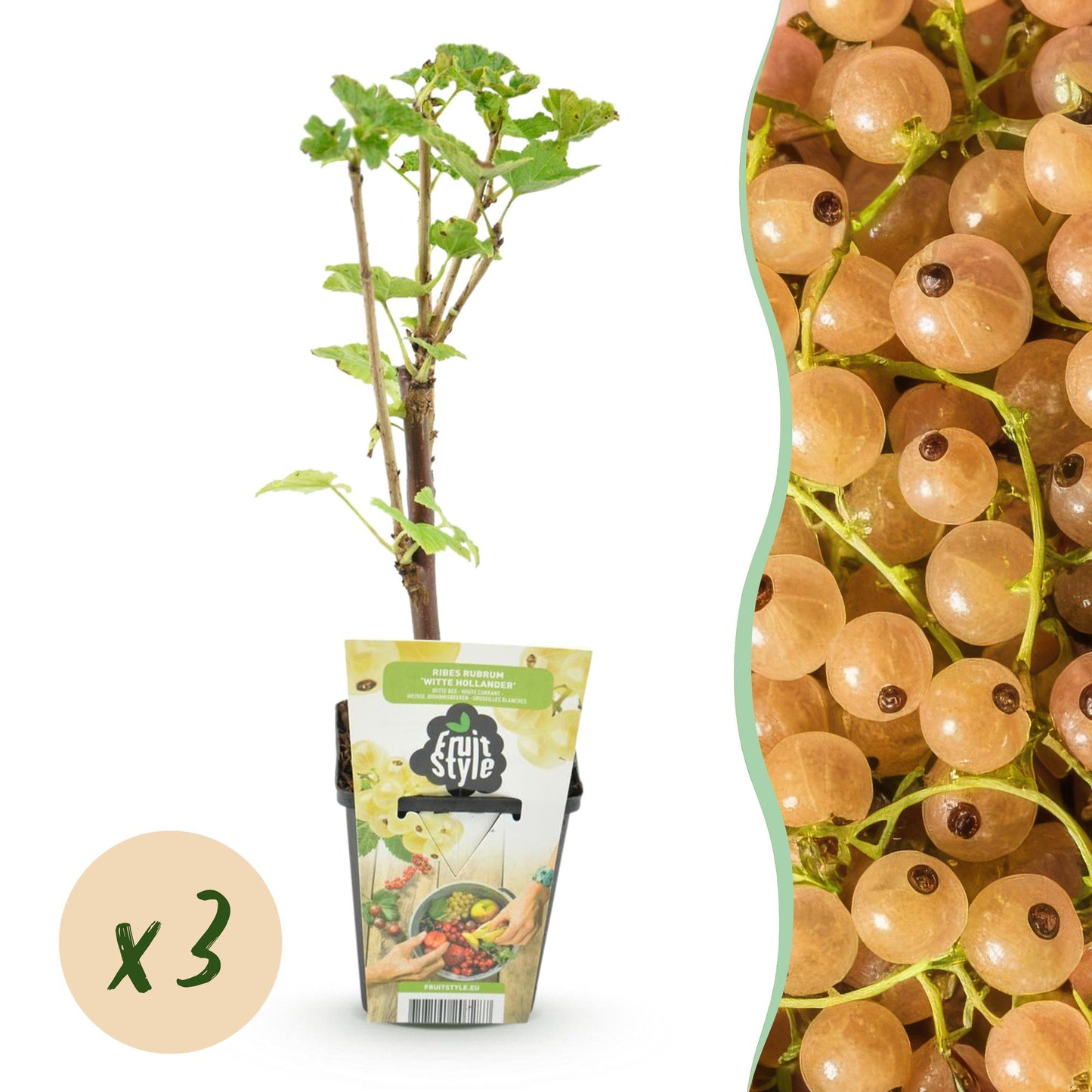 Groseillier blanc 'Witte Hollander' en pot avec étiquette Fruit Style, à côté d'un gros plan de grappes de groseilles blanches mûres. Bulle 
