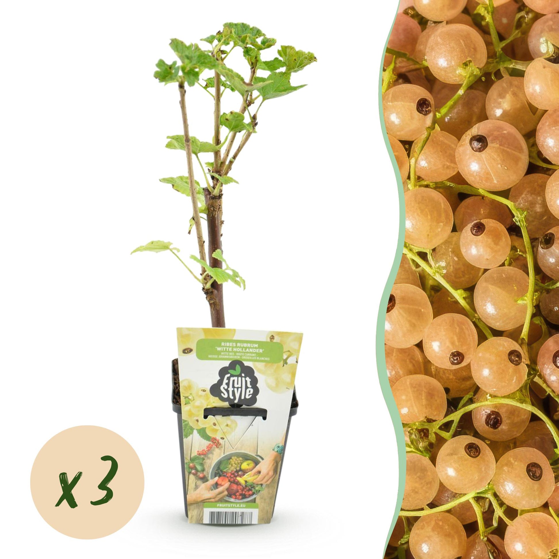 Groseillier blanc 'Witte Hollander' en pot avec étiquette Fruit Style, à côté d'un gros plan de grappes de groseilles blanches mûres. Bulle 
