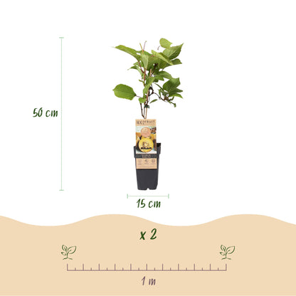 Kiwi Verte & Jaune Actinidia deliciosa Jenny & Kiwi Doré. Schéma de la plante en pot de 15cm, hauteur 50cm, avec espacement de plantation de