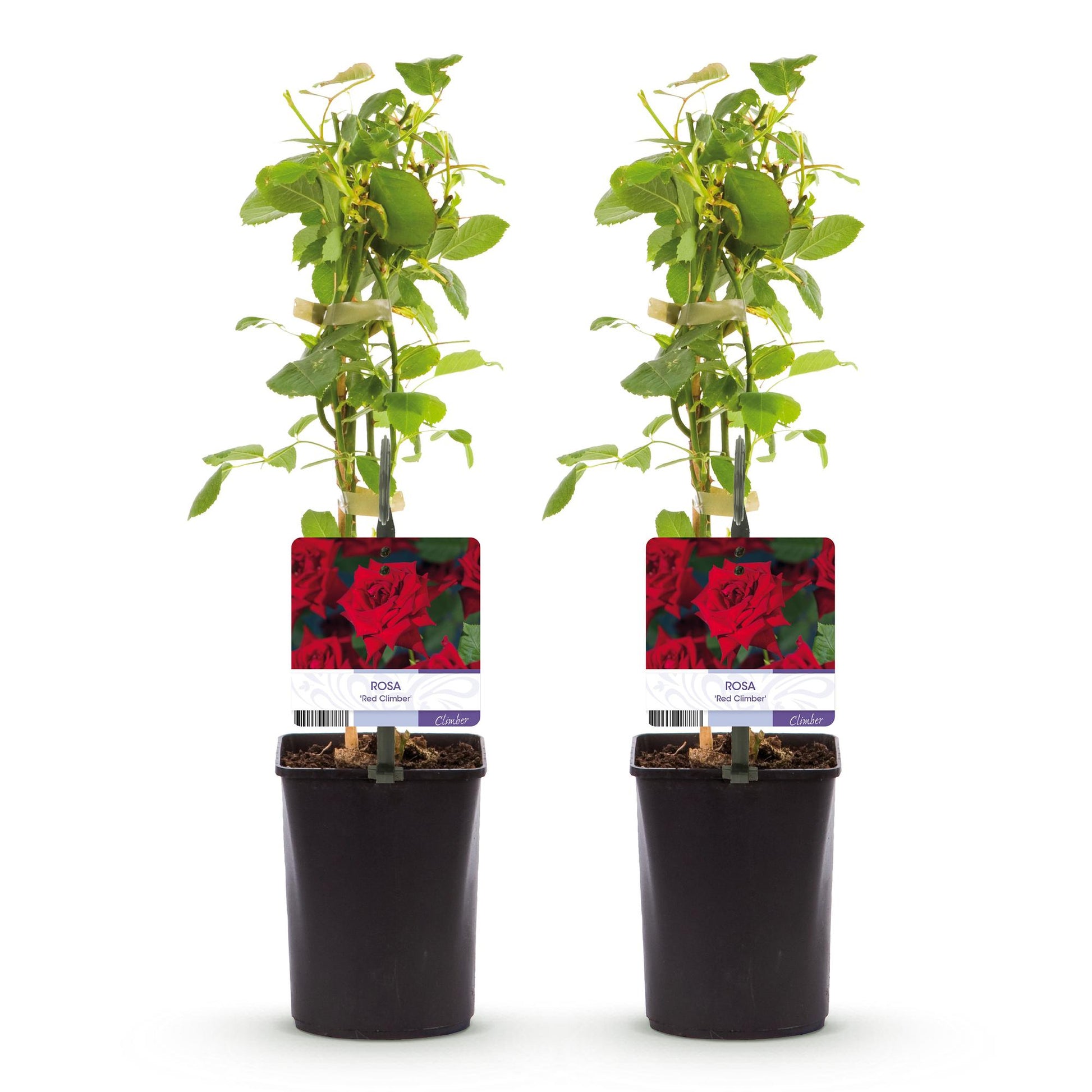 Rosa grimpante 'Red Climber' en lot de 2 plants de 40cm de hauteur, en pot de 11cm, sur fond blanc uni, prête à planter.