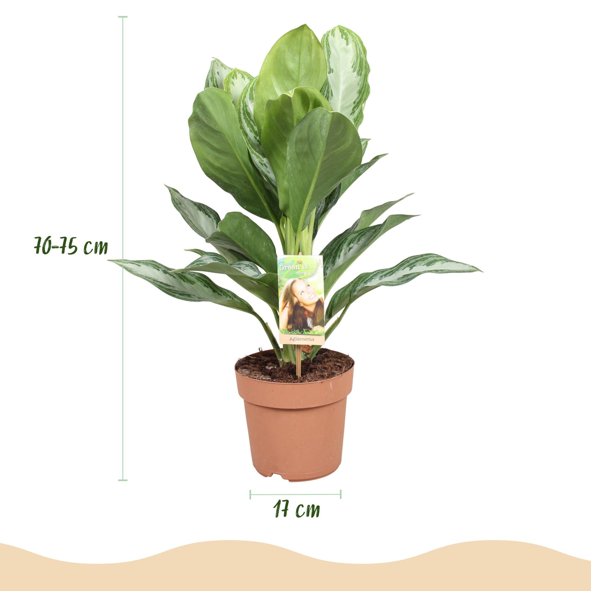 Plantes d'intérieur - Aglaonema Silver Bay - Feuillage argenté - Peu d'entretien - avec panier - Argent - 1 Plante - Pot 17cm - Hauteur 70-75cm