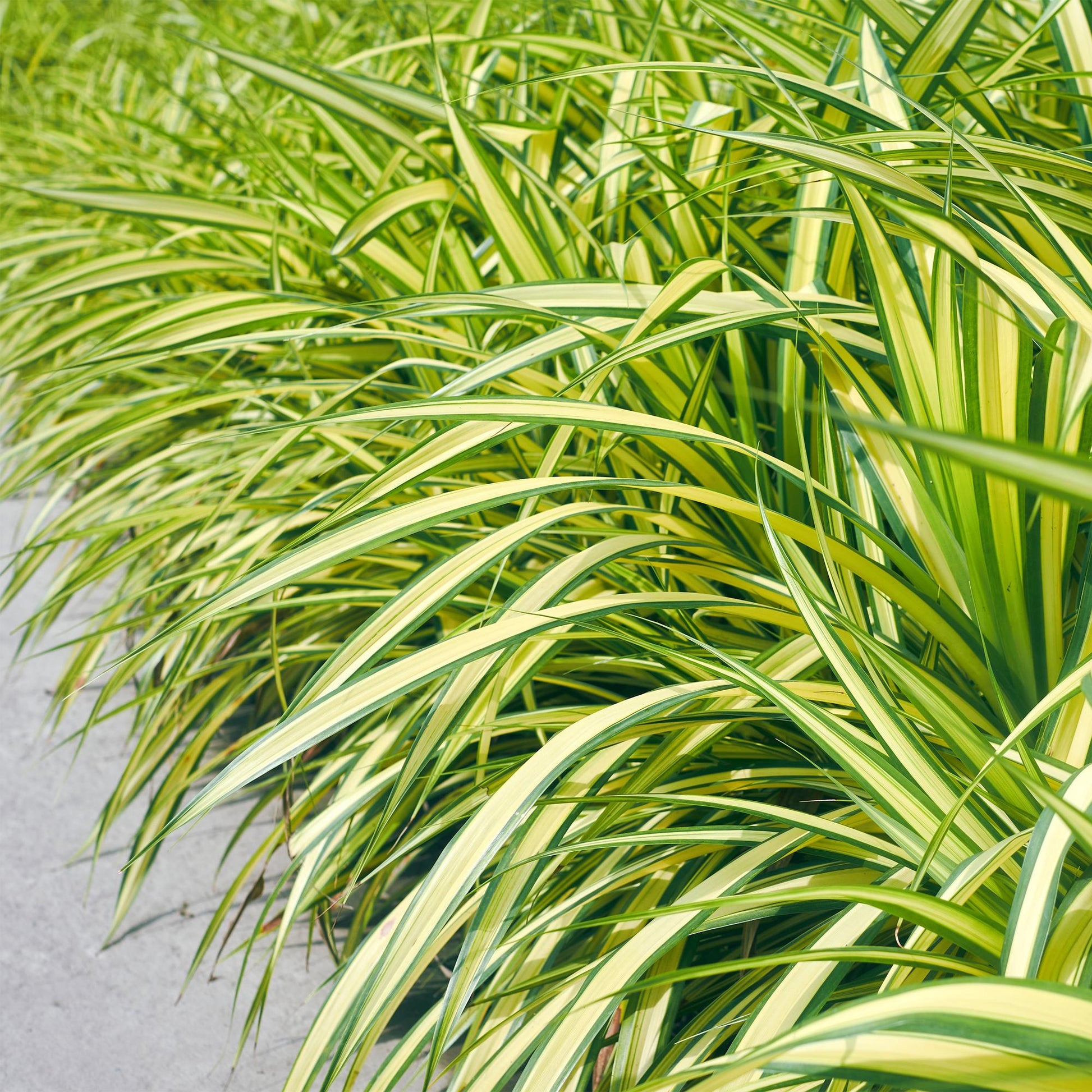 Carex oshimensis Evergold en pleine terre dans un jardin, avec son feuillage persistant jaune et vert dense, formant une bordure lumineuse.