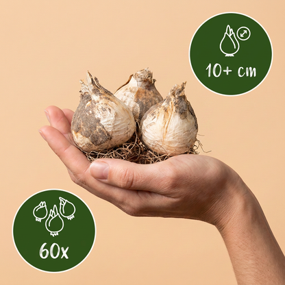 Bulbes d'Ail d'ornement 'Miami' tenus dans une main, lot de 60 bulbes.