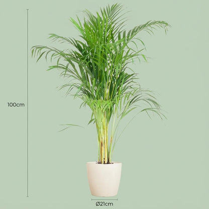 Areca Palm (Dypsis) avec Potter Blanc - 100cm - Ø21