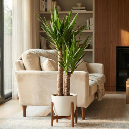 Yucca Elephantipes avec Potter blanc - 90cm - Ø21