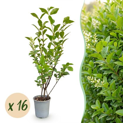 Ligustrum ovalifolium en pot avec une bulle 'x 16' indiquant la quantité, juxtaposé à un gros plan de haie fleurie.