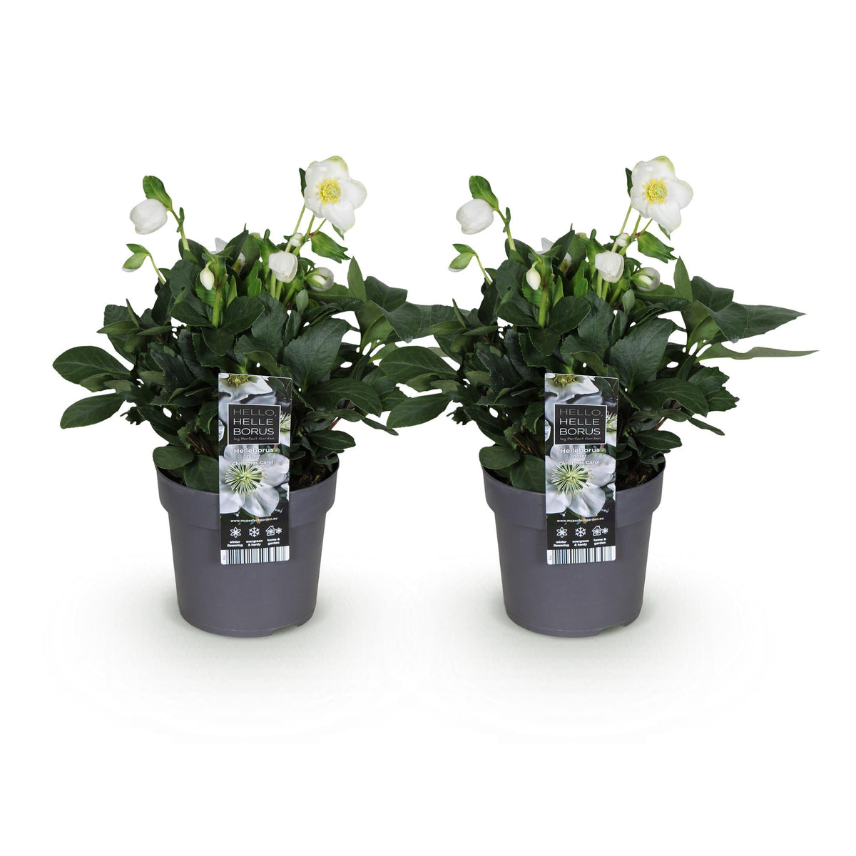 Rose de Noël 'Christmas Carol' - lot de 2 plants en pot de 14 cm
