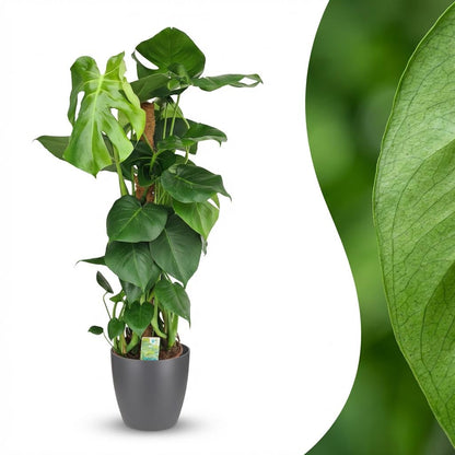 Plante d'intérieur - Monstera Deliciosa sur tuteur - Vert - Peu d'entretien - 1 Plante - avec Potter Gris - Pot 19cm - Hauteur 90cm