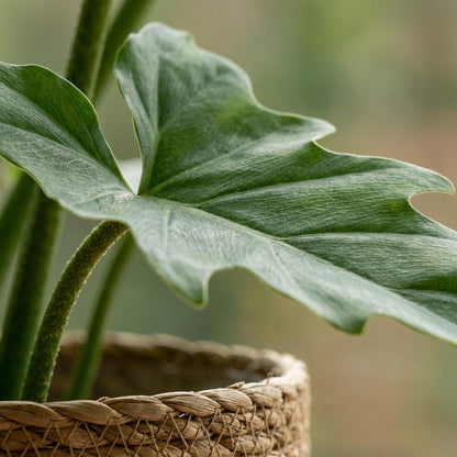 Plante d'intérieur - Philodendron - Philodendron Lacerum - Vert - Entretien facile - 1 Plante - avec Panier - Pot 19cm - Hauteur 65cm