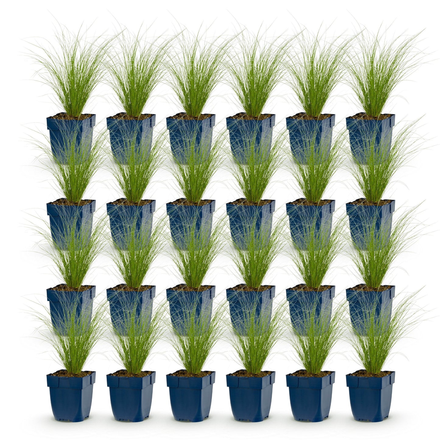 Graminées Stipa tenuissima Ponytails. Lot de 24 herbes à plumes en pots bleus, feuillage fin et vert clair sur fond blanc uni.