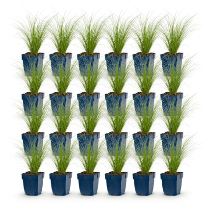 Graminées Stipa tenuissima Ponytails. Lot de 24 herbes à plumes en pots bleus, feuillage fin et vert clair sur fond blanc uni.