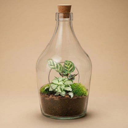 Terrarium ouvert en bouteille de verre 3 L avec Calathea ou bonsaï et Fittonia, hauteur 30 cm