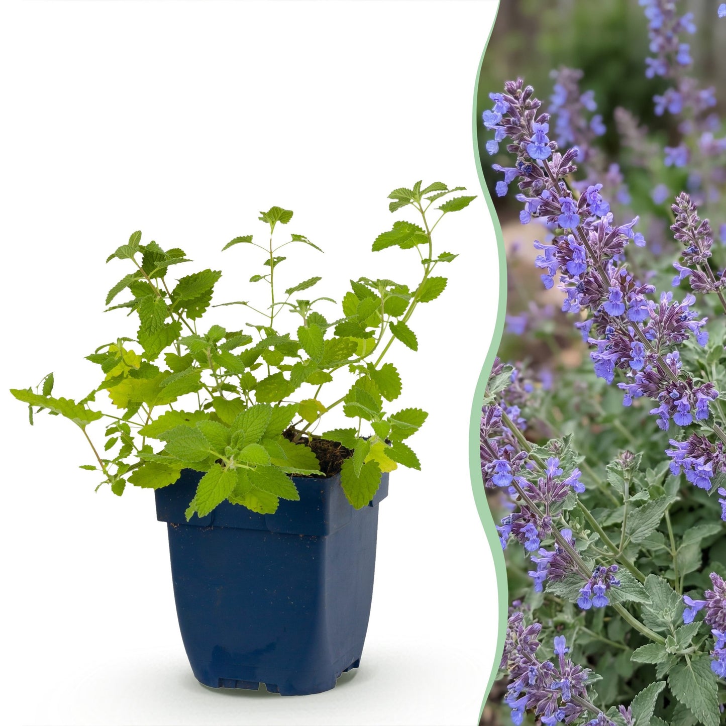 Nepeta faassenii 'Six Hills Giant' en pot, feuillage vert citron, accolé à une photo d'une haie fleurie aux épis de fleurs lavande.